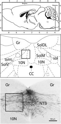 Involvement of Amylin and Leptin in the Development of Projections from the Area Postrema to the Nucleus of the Solitary Tract